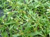 Carpetweed (Mullugo verticillata L.)