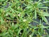 Carpetweed (Mullugo verticillata L.)
