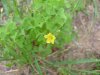 Yellow Wood Sorrel; Creeping Woodsorrel; Sour Grass (Oxalis stricta)