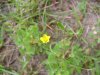 Yellow Wood Sorrel; Creeping Woodsorrel; Sour Grass (Oxalis stricta)