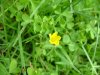 Yellow Wood Sorrel; Creeping Woodsorrel; Sour Grass (Oxalis stricta)