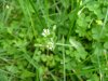 Mouse-ear Chickweed (Cerastium fontanum)