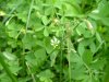 Mouse-ear Chickweed (Cerastium fontanum)