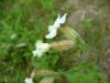 White Campion; Evening Lychnis; White Cockle (Silene latifolia, Silene Alba)
