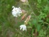 White Campion; Evening Lychnis; White Cockle (Silene latifolia, Silene Alba)