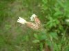 White Campion; Evening Lychnis; White Cockle (Silene latifolia, Silene Alba)