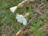 White Campion; Evening Lychnis; White Cockle (Silene latifolia, Silene Alba)