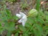 White Campion; Evening Lychnis; White Cockle (Silene latifolia, Silene Alba)