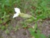 White Campion; Evening Lychnis; White Cockle (Silene latifolia, Silene Alba)