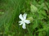 White Campion; Evening Lychnis; White Cockle (Silene latifolia, Silene Alba)