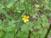 Yellow Wood Sorrel; Creeping Woodsorrel; Sour Grass (Oxalis stricta)