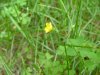 Yellow Wood Sorrel; Creeping Woodsorrel; Sour Grass (Oxalis stricta)