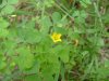 Yellow Wood Sorrel; Creeping Woodsorrel; Sour Grass (Oxalis stricta)