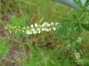 White Sweet Clover (Melilotus alba)