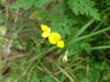 Birdsfoot Trefoil (Lotus corniculata)