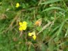 Birdsfoot Trefoil (Lotus corniculata)