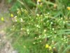 Horseweed; Canada Fleabane (Conyza canadensis; was called Erigeron canadensis)