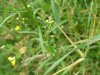 Horseweed; Canada Fleabane (Conyza canadensis; was called Erigeron canadensis)