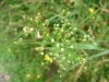 Horseweed; Canada Fleabane (Conyza canadensis; was called Erigeron canadensis)