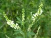 White Sweet Clover (Melilotus alba)