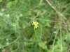 Possibly a Hedge Mustard (Sisymbrium officinale)