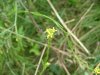 Possibly a Hedge Mustard (Sisymbrium officinale)