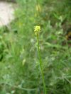 Possibly a Hedge Mustard (Sisymbrium officinale)