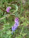 Cow Vetch; Blue Vetch; Bird Vetch (Vicia cracca)