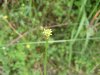 Possibly a Hedge Mustard (Sisymbrium officinale)