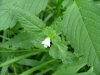Hemp Nettle (Galeopsis tetrahit L.)