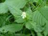 Hemp Nettle (Galeopsis tetrahit L.)