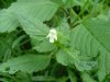 Hemp Nettle (Galeopsis tetrahit L.)
