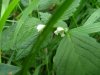 Hemp Nettle (Galeopsis tetrahit L.)