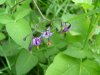 Bittersweet Nightshade; Climbing Nightshade; Deadly Nightshade (Solanum dulcamara) (its toxin is not fatal)