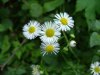 Daisy Fleabane (Erigeron annus)