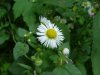 Daisy Fleabane (Erigeron annus)