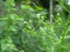 Horseweed; Canada Fleabane (Conyza canadensis; was called Erigeron canadensis)