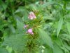 Hemp Nettle (Galeopsis tetrahit L.)
