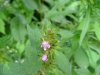 Hemp Nettle (Galeopsis tetrahit L.)