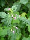 Hemp Nettle (Galeopsis tetrahit L.)