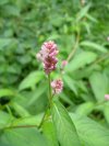 Possibly of the Buckwheat / Polygonum  family?