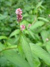 Possibly of the Buckwheat / Polygonum  family?