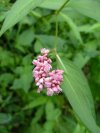 Possibly of the Buckwheat / Polygonum  family?