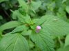 Hemp Nettle (Galeopsis tetrahit L.)