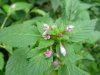Hemp Nettle (Galeopsis tetrahit L.)