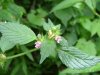 Hemp Nettle (Galeopsis tetrahit L.)