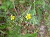 A cinquefoil?