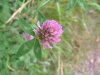 Red Clover (Trifolium pratense)