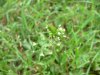 Shepherd's Purse (Capsella bursa-pastoris)