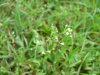 Shepherd's Purse (Capsella bursa-pastoris)
